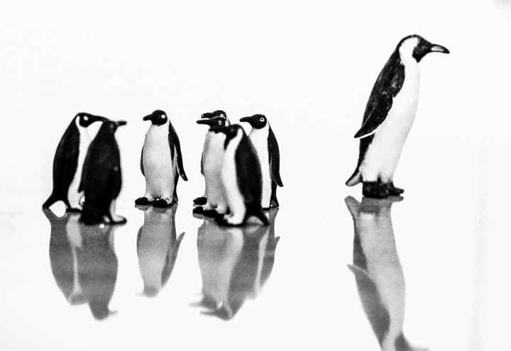penguins
